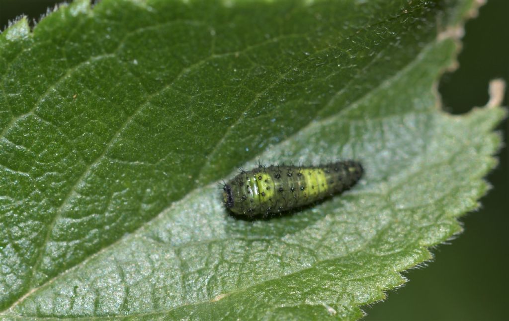 Larva da ID